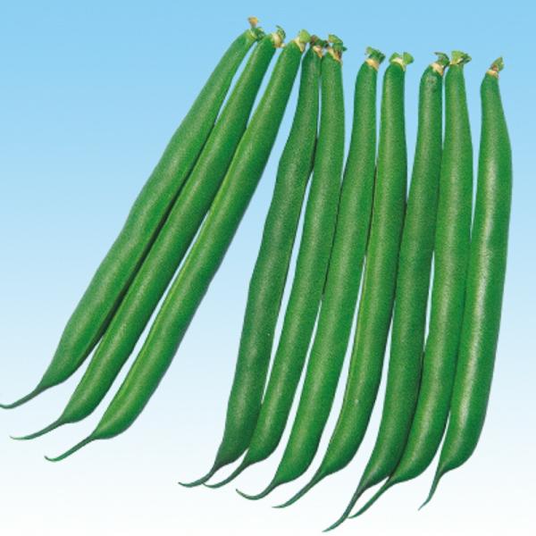 ドーバー（つるなし） 1L 隠元豆 インゲンマメ いんげんまめ  中原採種場 【中原採種場 種 たね...