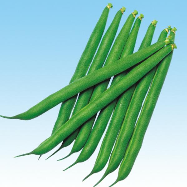 ポーター（つるなし） 1L 隠元豆 インゲンマメ いんげんまめ  中原採種場 【中原採種場 種 たね...