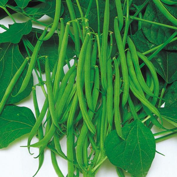 スモール（つるなし） 1L 隠元豆 インゲンマメ いんげんまめ  中原採種場 【中原採種場 種 たね...