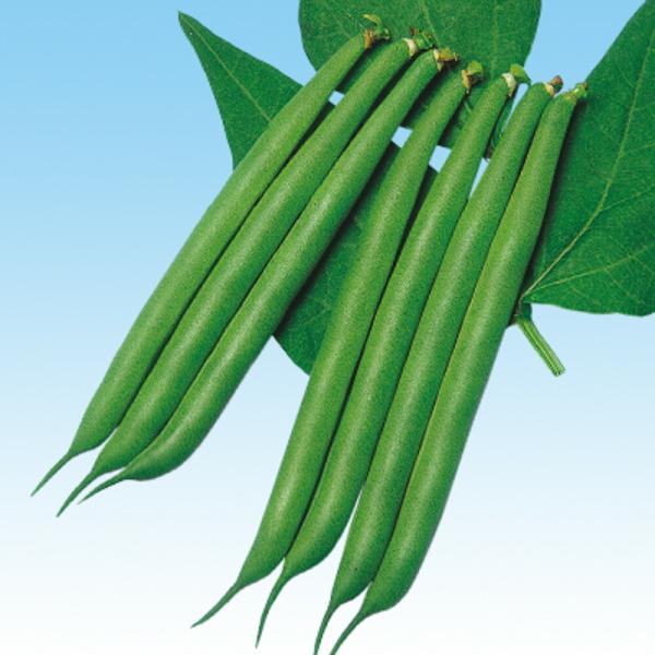 ストライク（つるなし） 1L 隠元豆 インゲンマメ いんげんまめ  中原採種場 【中原採種場 種 た...