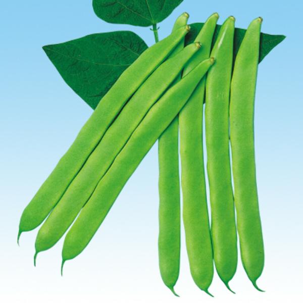 スーパー平莢（つるあり） 1L 隠元豆 インゲンマメ いんげんまめ  中原採種場 【中原採種場 種 ...