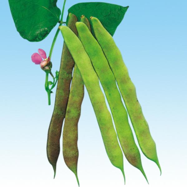 むらさき（やらず）（つるあり） 1L 隠元豆 インゲンマメ いんげんまめ  中原採種場 【中原採種場...