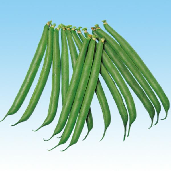 ハーベスト（つるあり） 1L 隠元豆 インゲンマメ いんげんまめ  中原採種場 【中原採種場 種 た...