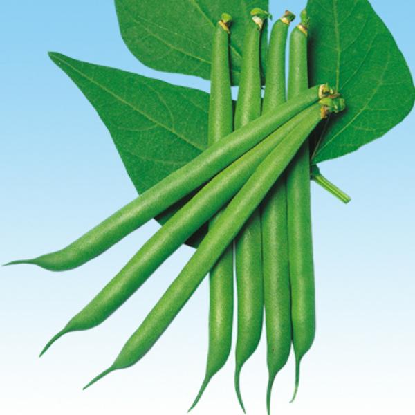 ロングラン（つるあり） 1L 隠元豆 インゲンマメ いんげんまめ  中原採種場 【中原採種場 種 た...