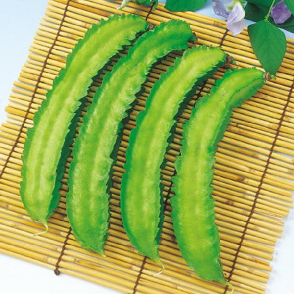 シカクマメ（四角豆）（つるあり） 1L 隠元豆 インゲンマメ いんげんまめ  中原採種場 【中原採種...