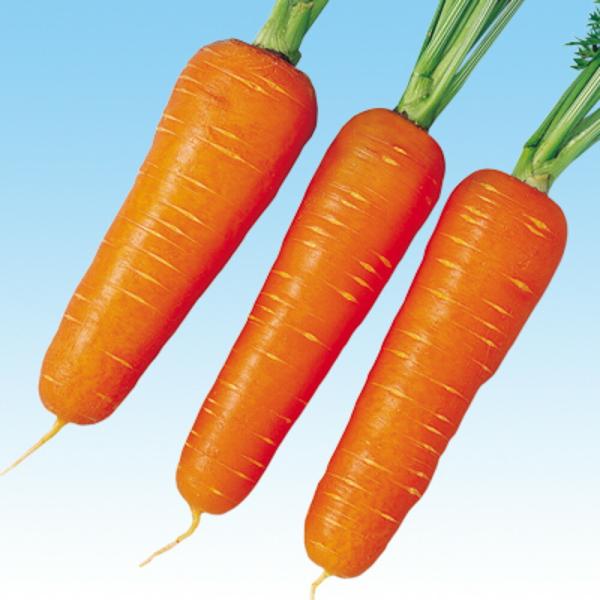 新黒田五寸 1l ニンジン にんじん 人参  中原採種場 【中原採種場 種 たね タネ 】【通常5倍...