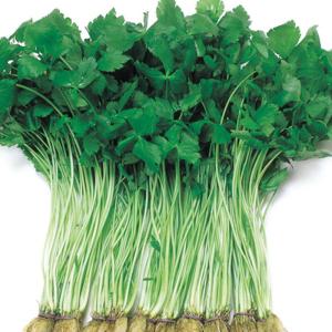 三つ葉あ 三つ葉の種 純系早生みつば（関西系） 1L ( 野菜の種 ) : 菜園くらぶ