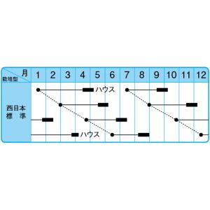さんぺい葱 1l 葱 ネギ ねぎ F1 中原採...の詳細画像1