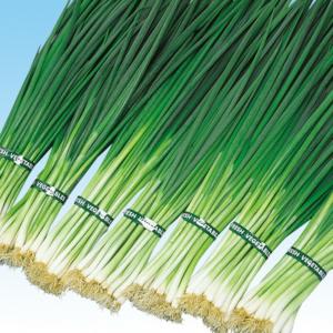 トキタ種苗 ネギ 葱 ねぎ 冬月の雫 コート5000粒 : 種苗・園芸ショップ