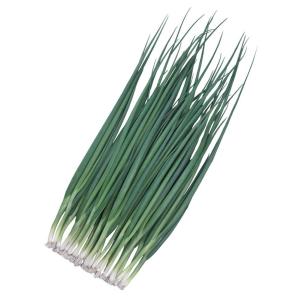 京都府産 九条ネギ苗 1000本 家庭菜園や畑に！甘くて柔らか ネギ苗