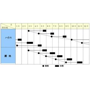 九条細 2dl 葱 ネギ ねぎ 中原採種場 【...の詳細画像1