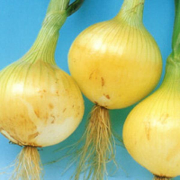 アーリートップ 100ｇ 玉ねぎ たまねぎ 玉葱 タマネギ  F1 中原採種場 【中原採種場 種 た...