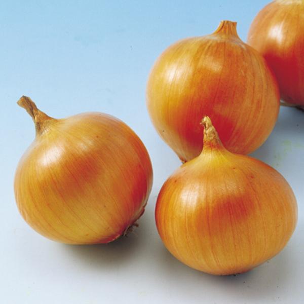 晩生こがね 1万粒（コート2L） 玉ねぎ たまねぎ 玉葱 タマネギ  F1 中原採種場 【中原採種場...