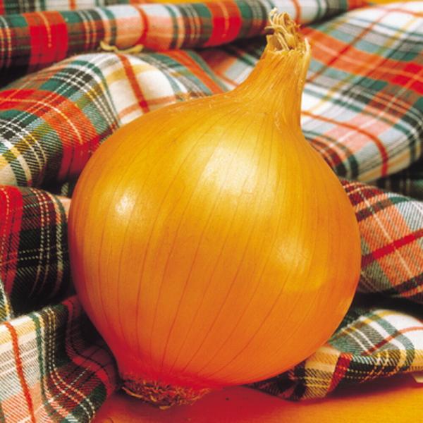 中生こがね 10g 玉ねぎ たまねぎ 玉葱 タマネギ  F1 中原採種場 【中原採種場 種 たね タ...