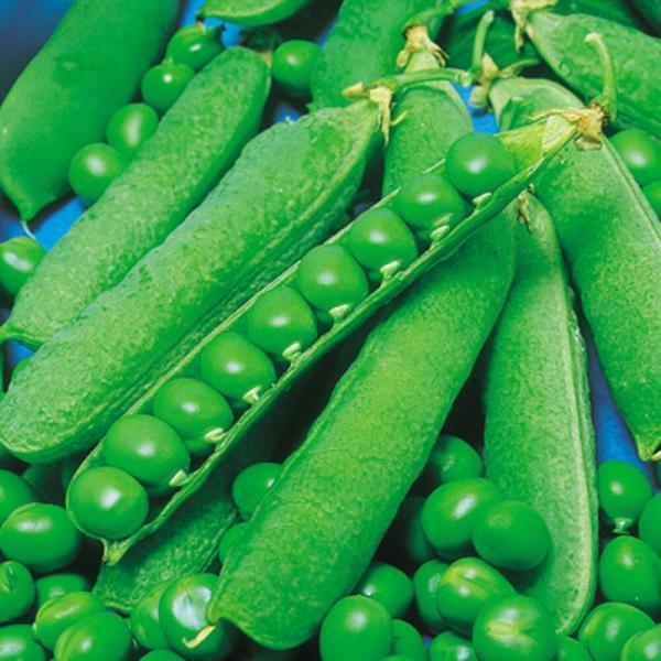 久留米豊 1l さやえんどう サヤエンドウ 莢豌豆  中原採種場 【中原採種場 種 たね タネ 】【...