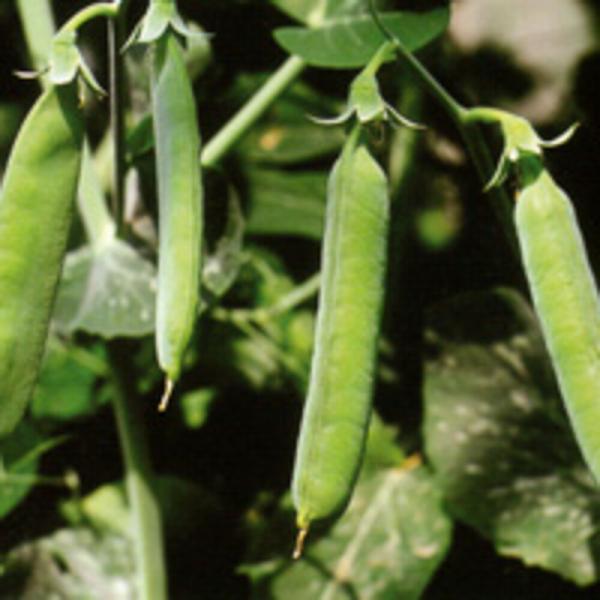 しまそだち2号 1l さやえんどう サヤエンドウ 莢豌豆  中原採種場 【中原採種場 種 たね タネ...