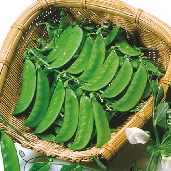 ひのくに絹莢 1l さやえんどう サヤエンドウ 莢豌豆  中原採種場 【中原採種場 種 たね タネ ...