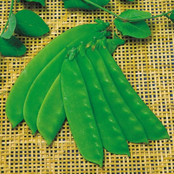 オランダ大莢 1l さやえんどう サヤエンドウ 莢豌豆  中原採種場 【中原採種場 種 たね タネ ...