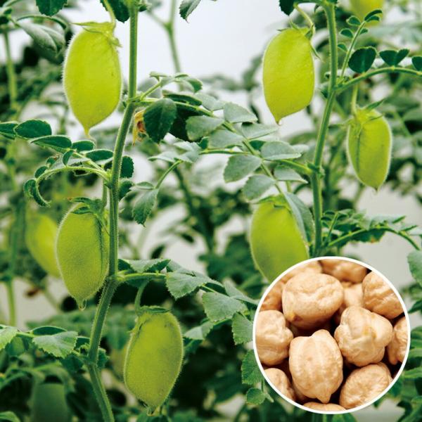 ひよこ豆 1l ひよこ豆 ひよこまめ  中原採種場 【中原採種場 種 たね タネ 】【通常5倍 5の...