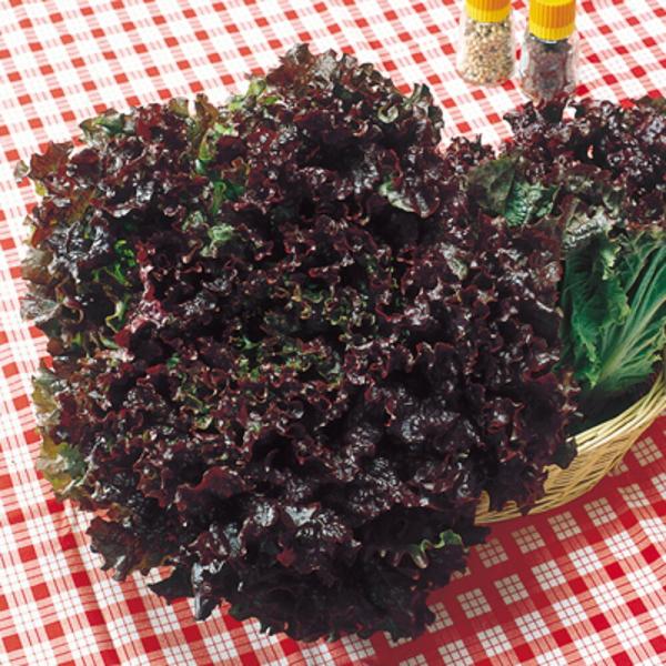 晩抽サンブライト 20ml レタス  中原採種場 【中原採種場 種 たね タネ 】【通常5倍 5のつ...