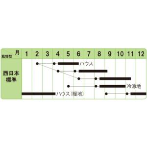 コリアンダー(晩抽系) 1l パクチー F1 ...の詳細画像1
