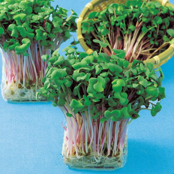 ルビーかいわれ 1l スプラウト  中原採種場 【中原採種場 種 たね タネ 】【通常5倍 5のつく...