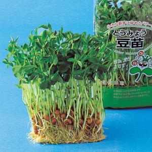 豆苗(とうみょう) 1l スプラウト 中原採種場...の商品画像