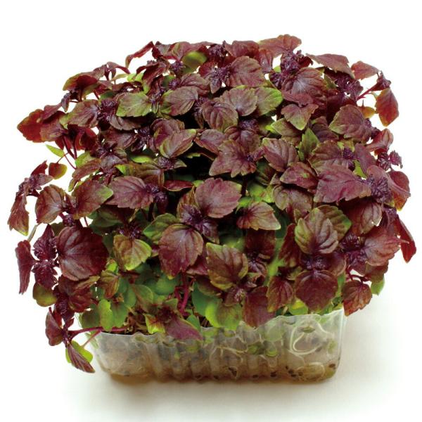 赤しその芽 1l スプラウト  中原採種場 【中原採種場 種 たね タネ 】【通常5倍 5のつく日は...