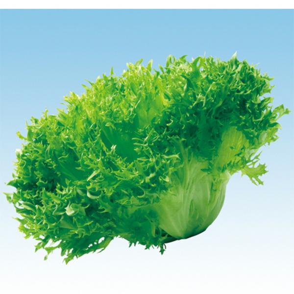 フリルレタス　L-124 5千粒（コートL） レタス  中原採種場 【中原採種場 種 たね タネ 】...