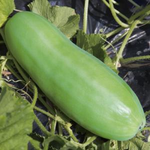 さぬき白瓜 1DL 瓜類 ウリ類 うり類  中原採種場 【中原採種場 種 たね タネ 】【通常5倍 ...