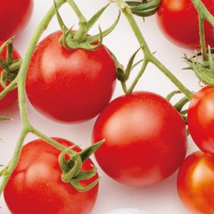 ＴＹミディレッドトマト 100粒 トマト とまと 蕃茄  F1 中原採種場 【中原採種場 種 たね ...