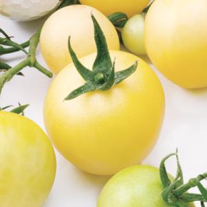 ＴＹミディアイボリートマト 100粒 トマト とまと 蕃茄  F1 中原採種場 【中原採種場 種 た...