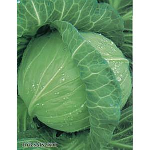 増田採種場 とくみつ キャベツ種子 3000粒 : 種苗・園芸ショップ