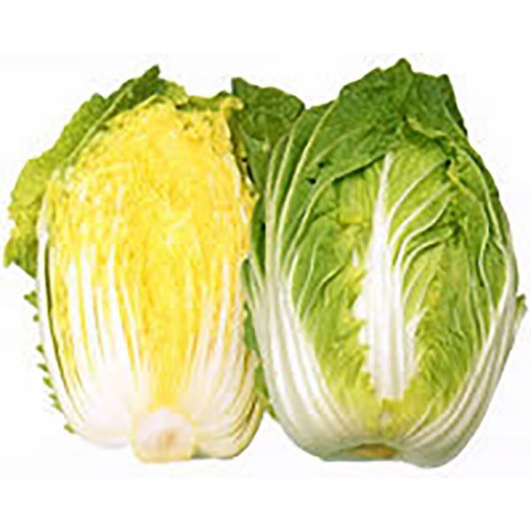 黄苑80 ペレット 5000粒 白菜 ハクサイ はくさい ノウリン交配 【日本農林社 種 たね タネ...