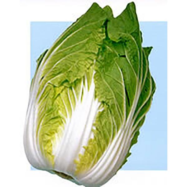 黄久娘80 ペレット 5000粒 白菜 ハクサイ はくさい ノウリン交配 【日本農林社 種 たね タ...