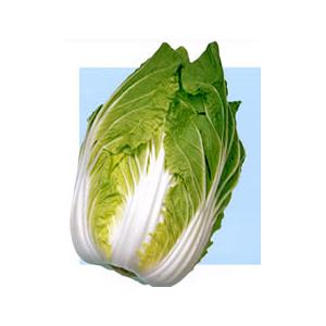 黄久娘80 キダネFC 3500粒 白菜 ハクサイ はくさい ノウリン交配 【日本農林社 種 たね ...