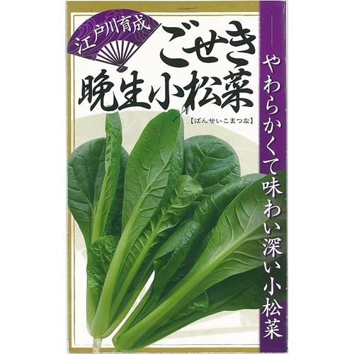 江戸川育成 ごせき晩生小松菜 キダネ 1dl 小松菜 コマツナ こまつな【日本農林社 種 たね タネ...