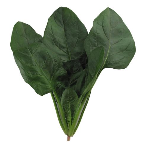 バッハ M3万粒 ほうれん草 法蓮草 ホウレンソウ ノウリン交配 【日本農林社 種 たね タネ 】【...