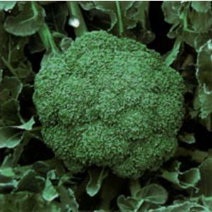 SK9-099 ブロッコリー種子 2000粒 【野菜種子】【サカタのタネ