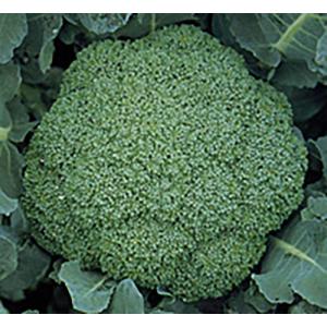 晩生ブロッコリー 種 『クリア』 ブロリード/Lコート5000粒 : 種兵