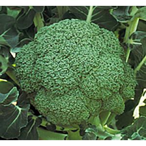 SK9-099 ブロッコリー種子 2000粒 【野菜種子】【サカタのタネ