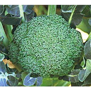 SK9-099 ブロッコリー種子 ペレット5000粒 【野菜種子】【サカタのタネ