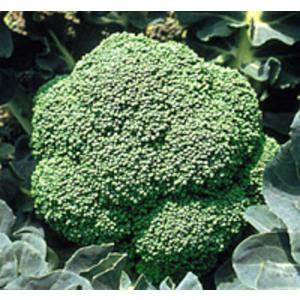 アーサー(BL-646) 5000粒(Lコート) ブロッコリー 【ブロリード