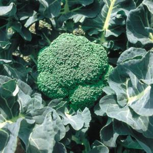 SK9-099 ブロッコリー種子 ペレット5000粒 【野菜種子】【サカタのタネ