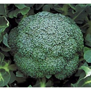 【ブロタマ】ブロッコリーコート種子（深碧、おはよう） ブロタマ】ブロッコリーコート種子（深碧、おはよう） ブロタマ