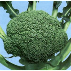 SK9-099 ブロッコリー種子 2000粒 【野菜種子】【サカタのタネ