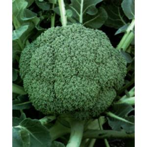 SK9-099 ブロッコリー種子 2000粒 【野菜種子】【サカタのタネ
