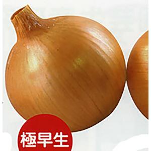 種 野菜たね タマネギ （早生）F1ジェットスター 1袋（4ml） 玉葱