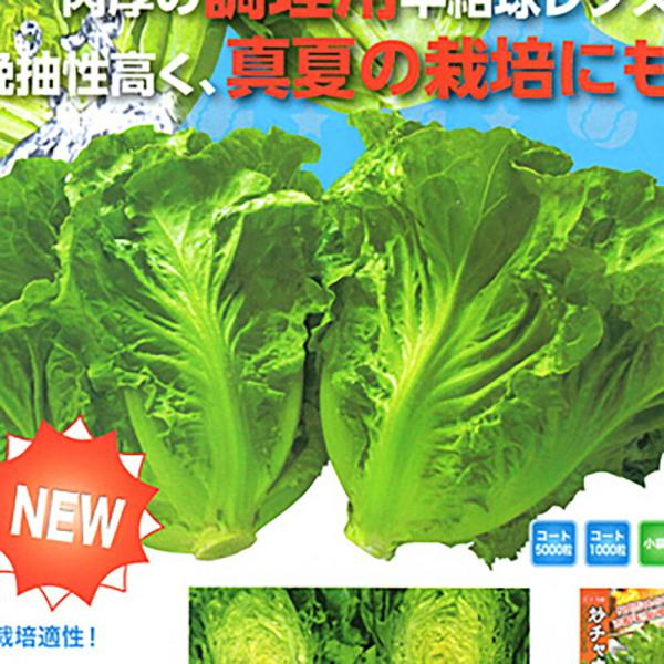 炒チャオ(ちゃおちゃお) コート 千粒 レタス【ナント 種 たね タネ】【通常5倍 5のつく日はポイ...