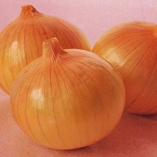 泉州中高黄玉葱 2dl  玉ねぎ たまねぎ 玉葱 タマネギ【ナント 種 たね タネ】【通常5倍 5の...